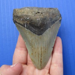 3-1/4" & 2-3/8" Fossilized Mako Shark Teeth - $50
