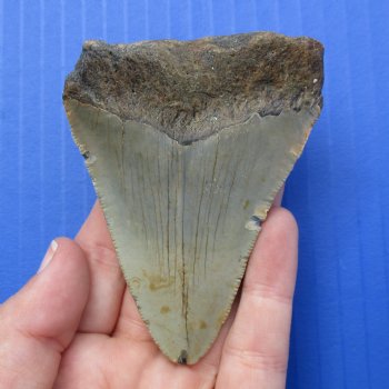 3-1/4" & 2-3/8" Megalodon Fossil Shark Tooth - $50