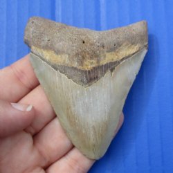 3-1/8" & 2-1/2" Megalodon Fossil Shark Tooth - $50