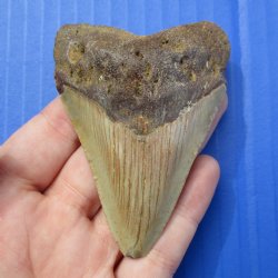 3-1/8" & 2-1/4" Fossilized Mako Shark Teeth - $50