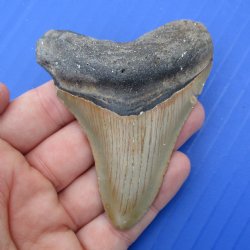 3-1/8" & 2-1/2" Fossilized Mako Shark Teeth - $50