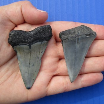 2" & 2-1/4" Fossilized Mako Shark Teeth - $25