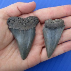 2" & 2-3/8" Fossilized Mako Shark Teeth - $25