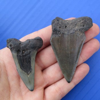 2" & 2-3/8" Fossilized Mako Shark Teeth - $25