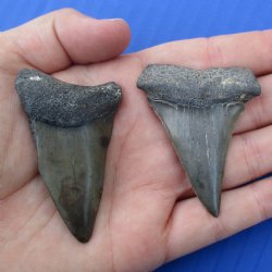 2-1/8" & 2-1/4" Fossilized Mako Shark Teeth - $25