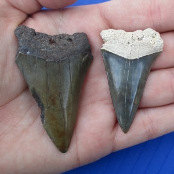 1-7/8" & 2-3/8" Fossilized Mako Shark Teeth - $25
