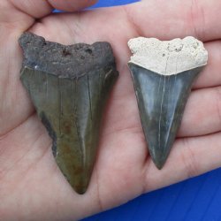 1-7/8" & 2-3/8" Fossilized Mako Shark Teeth - $25