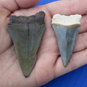 2" & 2-1/4" Fossilized Mako Shark Teeth - $25