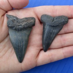1-7/8" & 2-1/4" Fossilized Mako Shark Teeth - $25