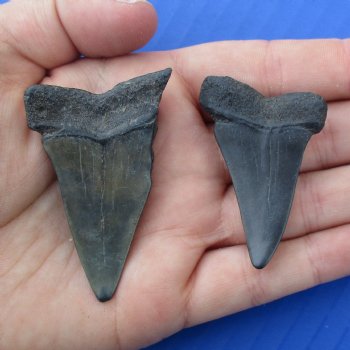 1-7/8" & 2-1/4" Fossilized Mako Shark Teeth - $25