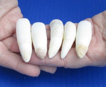 For Sale 5 pc lot Alligator teeth 2-1/2 to 2-7/8 inches - <font color=red>Special Price $20</font>