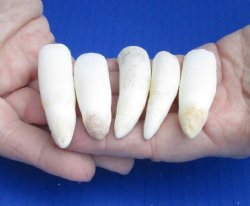 For Sale 5 pc lot Alligator teeth 2-1/2 to 2-7/8 inches - $30.00