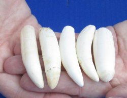 For Sale 5 pc lot Alligator teeth 2-1/2 to 2-7/8 inches - <font color=red>Special Price $20</font>