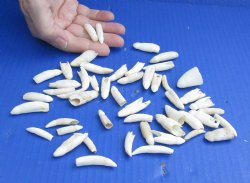 Genuine 50 pc lot Alligator teeth 1 to 1-1/2 inches - $35/lot