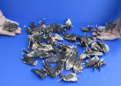 50 pc lot Preserved Alligator feet 1-1/2 to 2-1/2 inches long - $30