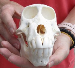 Real Female Chacma Baboon Skull 6-1/2 inch (CITES 302309) $145