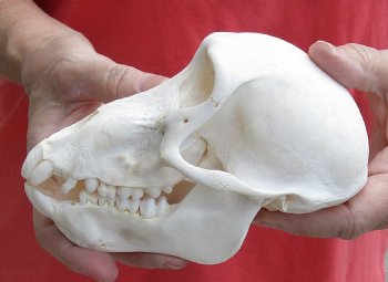 Real Female Chacma Baboon Skull 6-1/2 inch (CITES 302309) $145