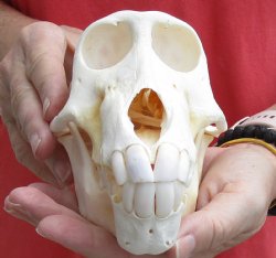 Sub-Adult Chacma Baboon Skull 7-1/4 inch (CITES 302309) $145