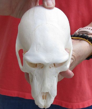 Nice Female Chacma Baboon Skull 7 inch (CITES 302309) $145