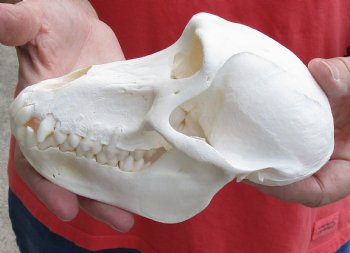 Real Female Chacma Baboon Skull 6-3/4 inch (CITES 302309) $145