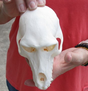 Real Female Chacma Baboon Skull 6-3/4 inch (CITES 302309) $145