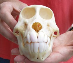 Real Female Chacma Baboon Skull 6-1/4 inch (CITES 302309) $145
