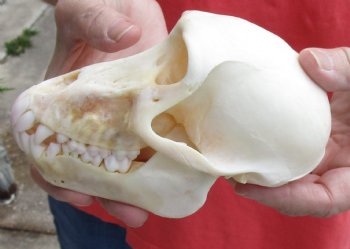 Real Female Chacma Baboon Skull 6-1/4 inch (CITES 302309) $145