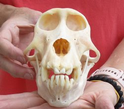 Female Chacma Baboon Skull 7-1/4 inch (CITES 302309) $145