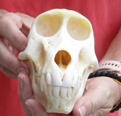 Female Chacma Baboon Skull 6-1/2 inch (CITES 302309) $150