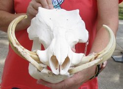 Buy now B-Grade 14 inch long African Warthog Skull for sale with 8 inch Ivory tusks - $140.00