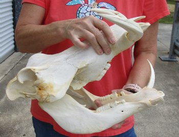 Buy now B-Grade 15 inch long African Warthog Skull for sale with 8 inch Ivory tusks - $140.00
