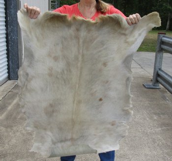 Real Goat Hide for sale -  42x33 inches - $35