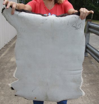 Authentic Real Goat Hide for sale -  34x28 inches - $35