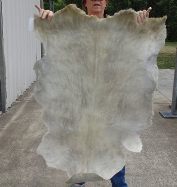 Authentic Real Goat Hide for sale -  46x31 inches - $35