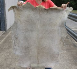 Buy this Real Goat Hide for sale -  41x35 inches - $35