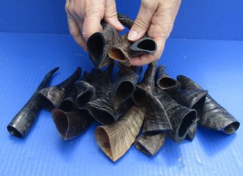 Buy now 20 pc lot Goat Horns 4 - 6 inches from India for sale $50/lot
