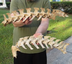 Buy this 42 inch long set of Semi-Clean Deer Vertebrae Bones - For Sale for $60