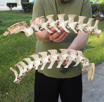 Buy this 42 inch long set of Semi-Clean Deer Vertebrae Bones - For Sale for $60