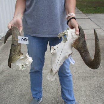 Craft-Grade, Damaged, Black Wildebeest Skull with 20" Horns - $20