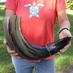 29" Wide Base, Polished Buffalo Horn - $50