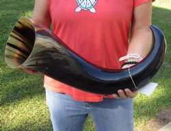 Authentic 31 inch wide base polished water buffalo horn for $55
