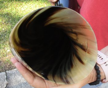 Authentic 31 inch wide base polished water buffalo horn for $55