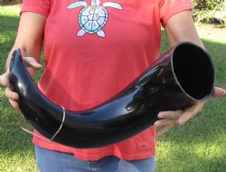 Genuine 30 inch wide base polished water buffalo horn - For Sale for $55