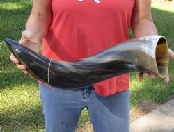 Buy this 27 inch wide base polished water buffalo horn for $50
