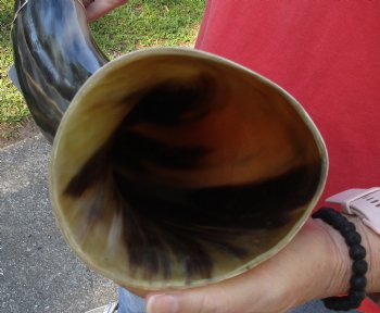 Buy this 27 inch wide base polished water buffalo horn for $50