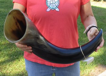 This is a Real 32 inch wide base polished water buffalo horn - Buy Now for $59
