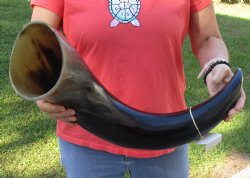 This is a Real 32 inch wide base polished water buffalo horn - Buy Now for $59