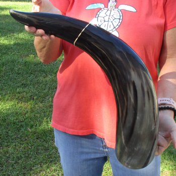 28" Wide Base, Polished Buffalo Horn - $50