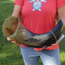 27" Wide Base, Polished Buffalo Horn - $50