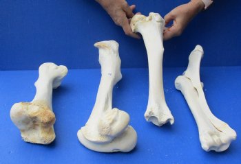 4 piece buffalo leg bone set , available to buy for $55/set